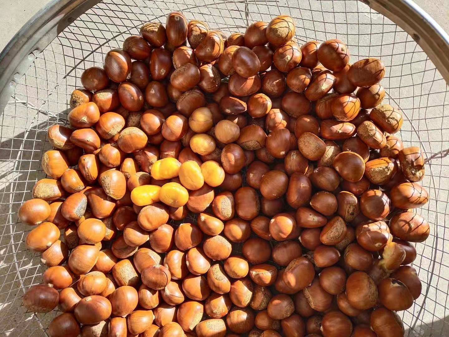 中国主要油栗与板栗产区地图示意