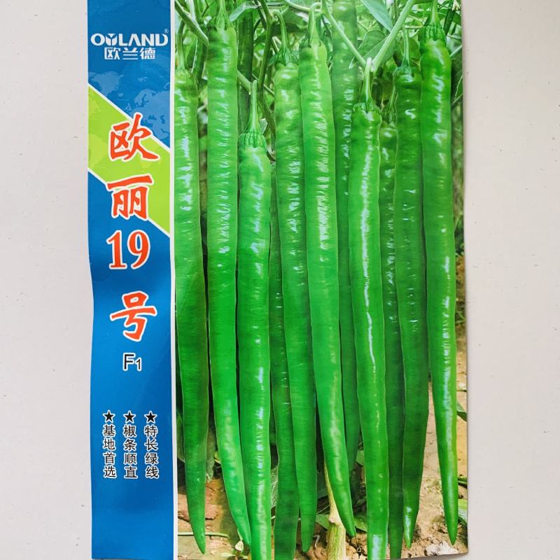 欧丽19号特长绿线椒种子中早熟中辣条椒种籽椒条顺直辣椒