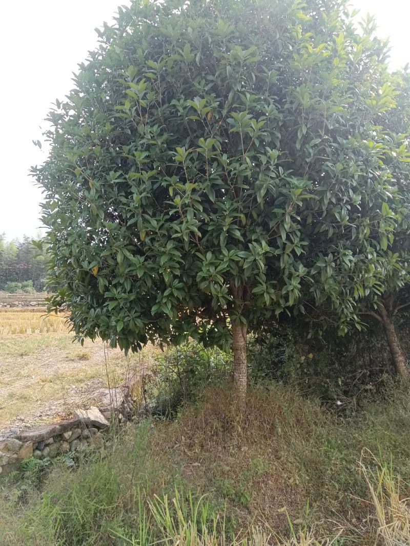 低价售精品低分枝金桂桂花一批