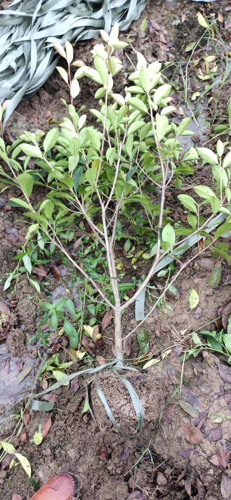 【精品】自产自销红叶石楠大毛球产地直发量大从优