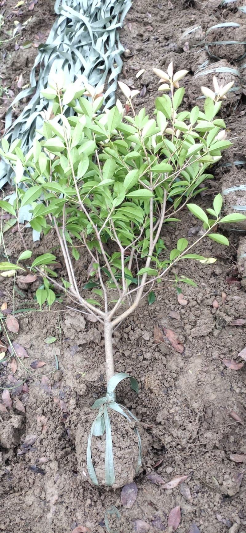【精品】自产自销红叶石楠大毛球产地直发量大从优