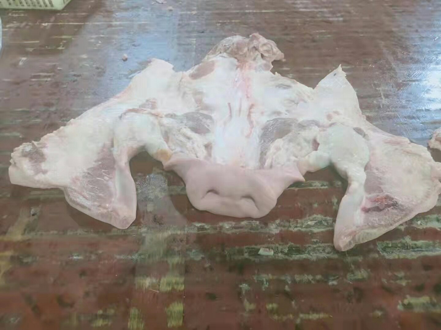 活猪屠宰前检疫过程