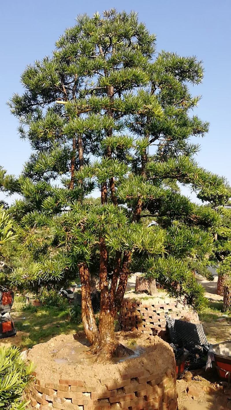 杜松福建漳州杜松绿化庭院设计基地直供大小规格