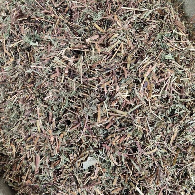 软肝草干货中草药干净无杂质常年经营各种中药材