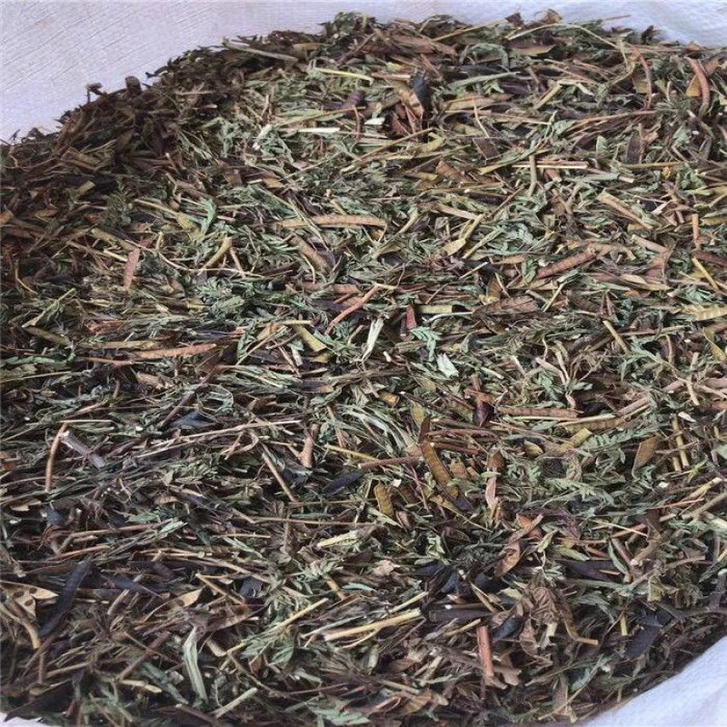 软肝草干货中草药干净无杂质常年经营各种中药材