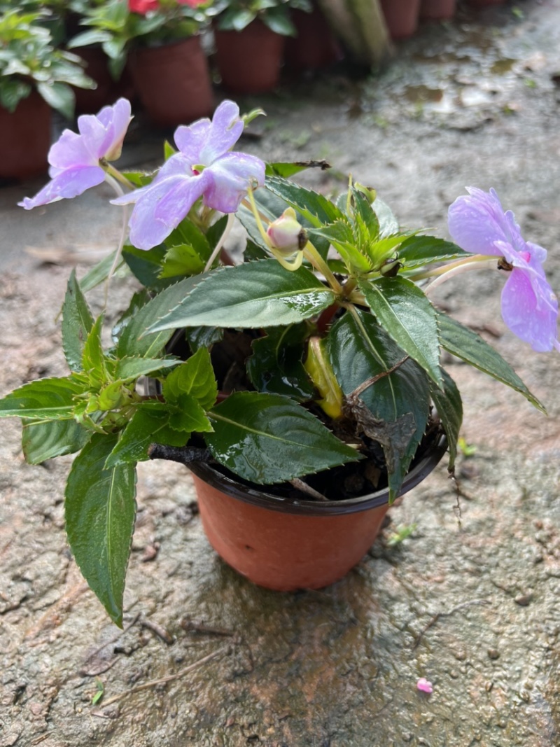 凤仙花产地直供量大从优苗木花卉对接工程绿化等