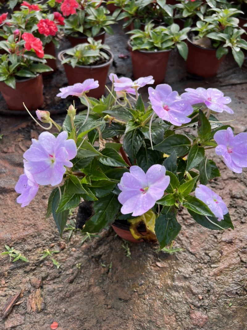 凤仙花产地直供量大从优苗木花卉对接工程绿化等