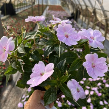 凤仙花产地直供量大从优苗木花卉对接工程绿化等