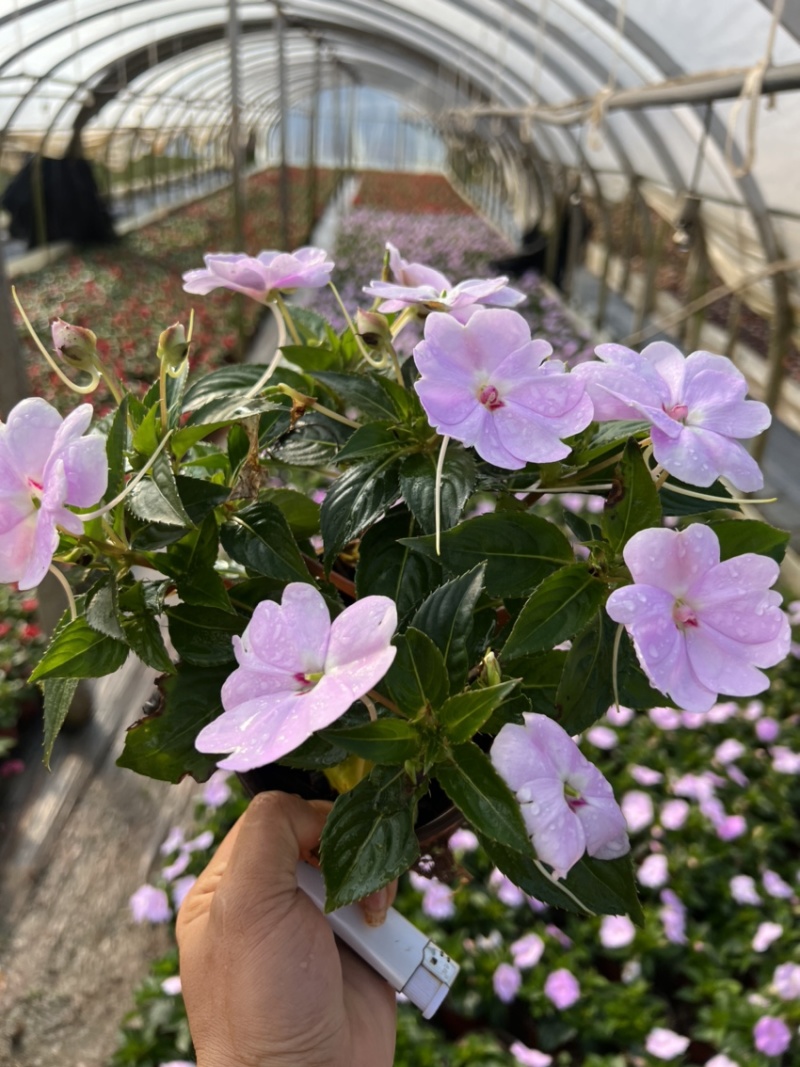 凤仙花产地直供量大从优苗木花卉对接工程绿化等