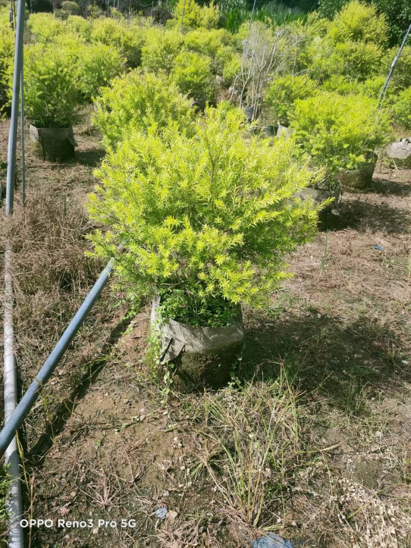 黄金香柳福建漳州黄金宝树绿化庭院设计基地直供大小规