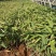 水生植物再力花产地直供量大从优苗木花卉对接工程绿化等