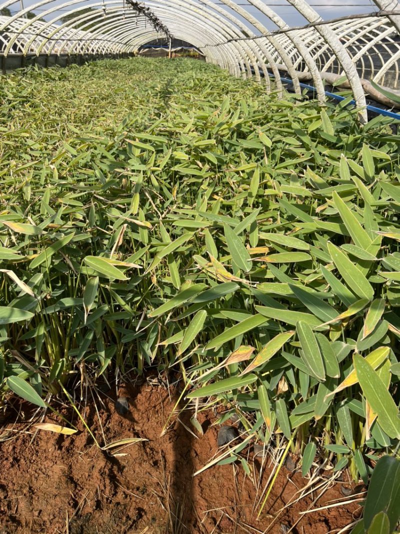 水生植物再力花产地直供量大从优苗木花卉对接工程绿化等