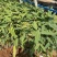 水生植物再力花产地直供量大从优苗木花卉对接工程绿化等