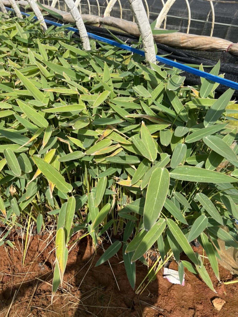 水生植物再力花产地直供量大从优苗木花卉对接工程绿化等