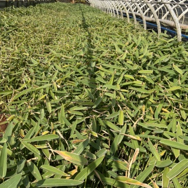 水生植物再力花产地直供量大从优苗木花卉对接工程绿化等