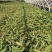 水生植物再力花产地直供量大从优苗木花卉对接工程绿化等