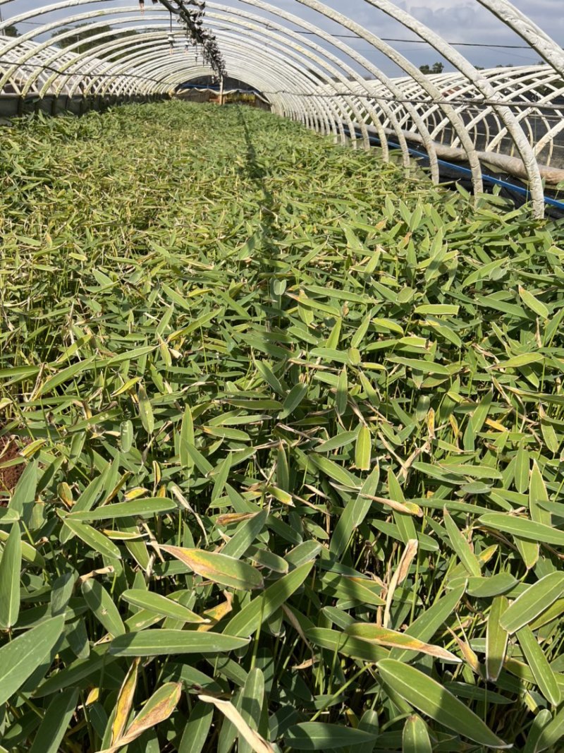 水生植物再力花产地直供量大从优苗木花卉对接工程绿化等