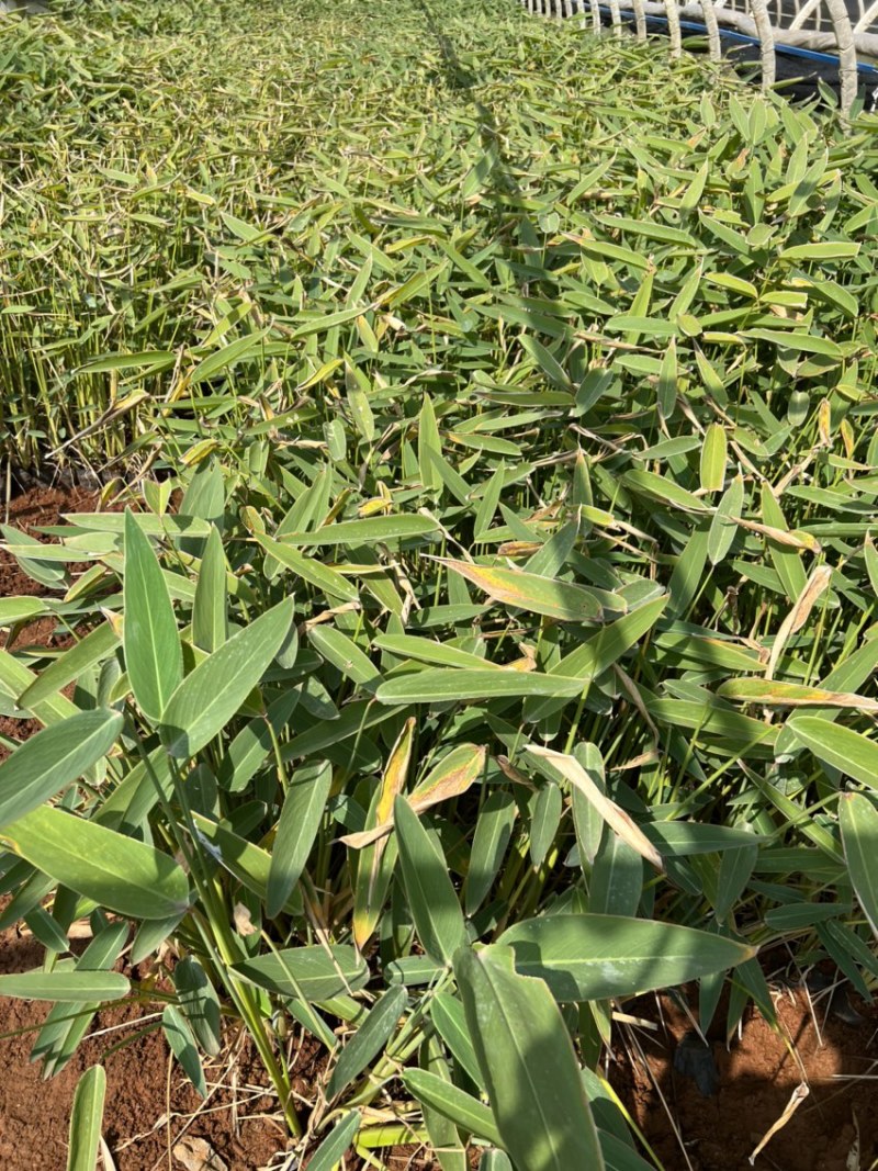 水生植物再力花产地直供量大从优苗木花卉对接工程绿化等