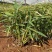 水生植物再力花产地直供量大从优苗木花卉对接工程绿化等