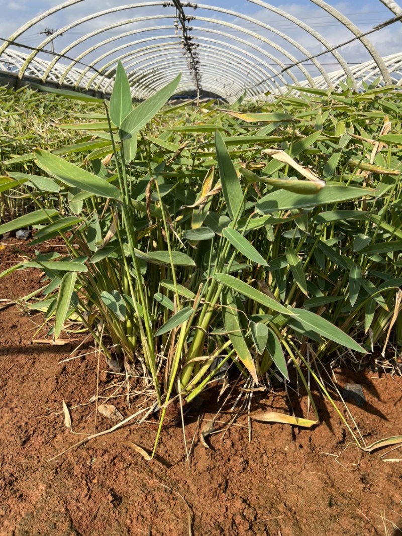 水生植物再力花产地直供量大从优苗木花卉对接工程绿化等