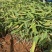 水生植物再力花产地直供量大从优苗木花卉对接工程绿化等