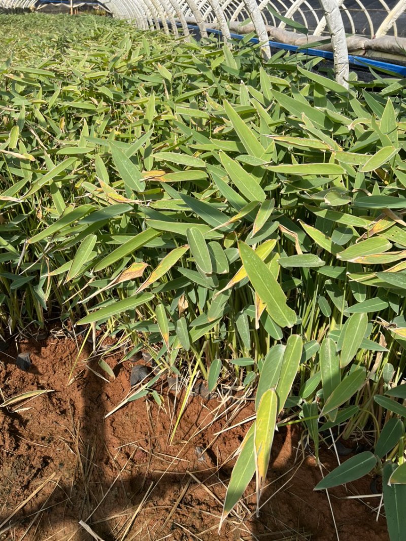 水生植物再力花产地直供量大从优苗木花卉对接工程绿化等