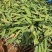 水生植物再力花产地直供量大从优苗木花卉对接工程绿化等