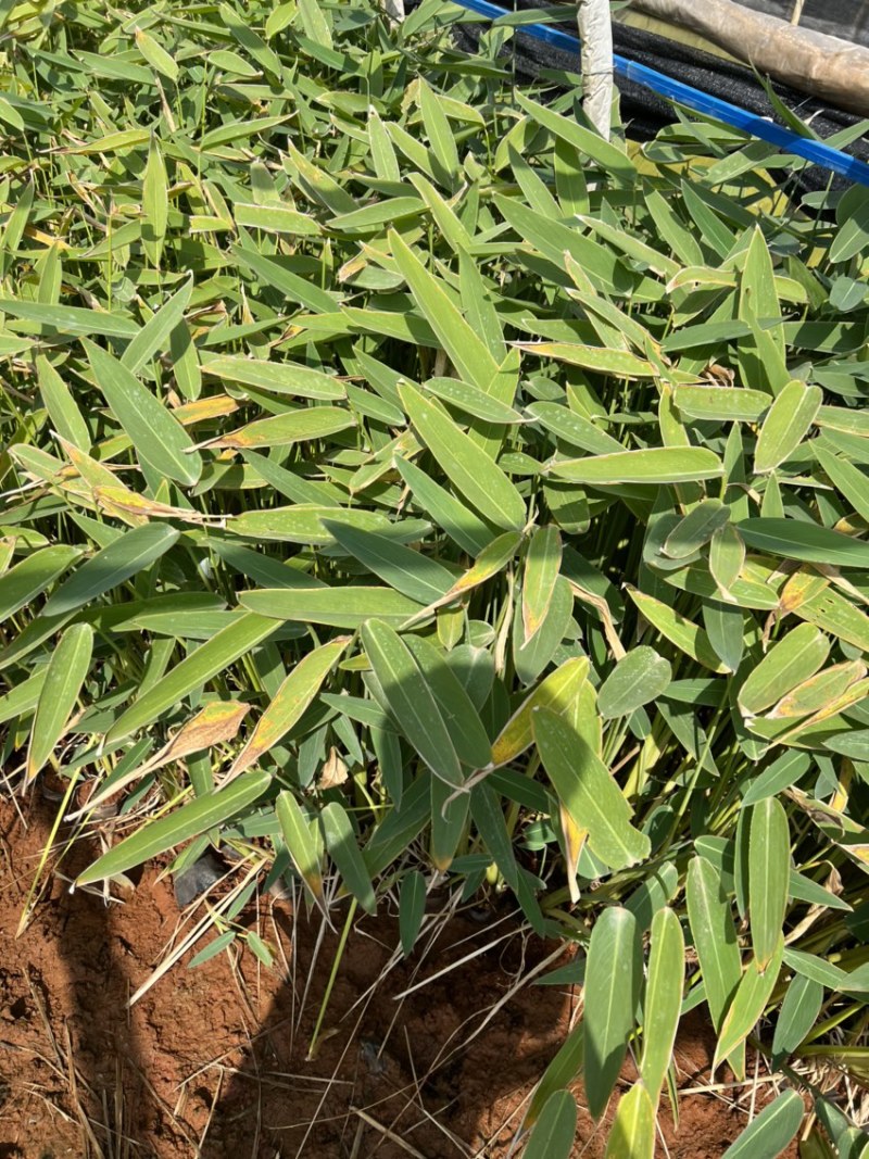 水生植物再力花产地直供量大从优苗木花卉对接工程绿化等