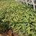 水生植物再力花产地直供量大从优苗木花卉对接工程绿化等