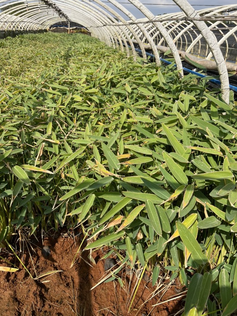 水生植物再力花产地直供量大从优苗木花卉对接工程绿化等