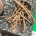 远志远志肉产地山西药典标准地道药材中药批发规格齐全