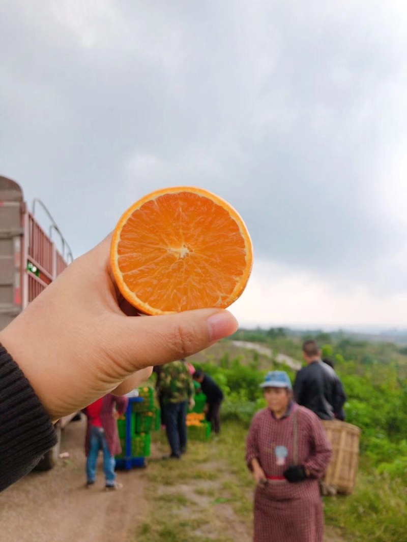 万亩精品爱媛果冻橙基地
