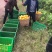 万亩精品爱媛果冻橙基地
