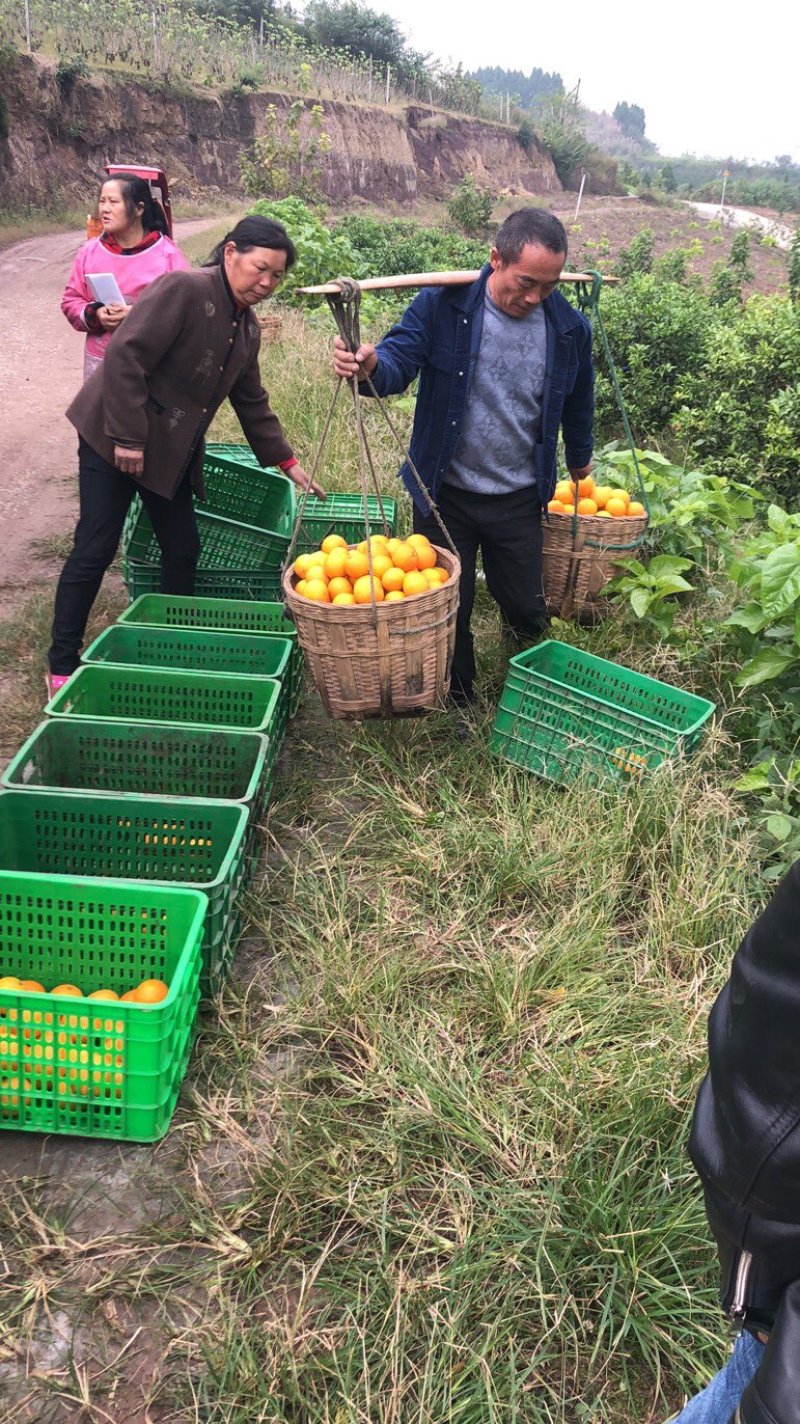 万亩精品爱媛果冻橙基地
