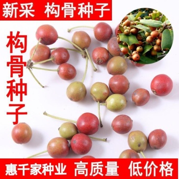 枸骨种子猫儿刺老虎刺八角刺鸟不宿狗猫儿香老鼠树庭院盆栽