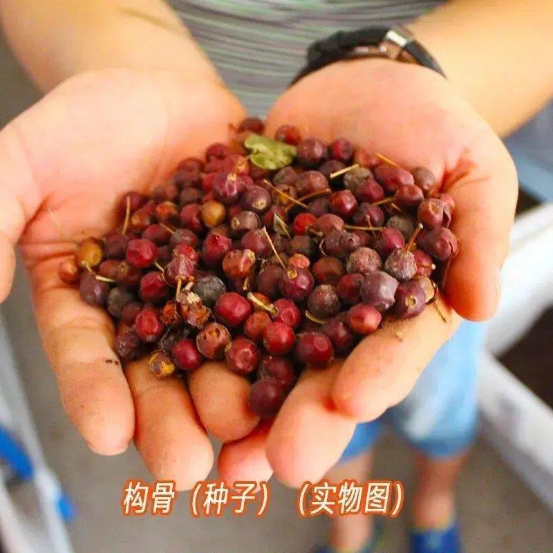 枸骨种子猫儿刺老虎刺八角刺鸟不宿狗猫儿香老鼠树庭院盆栽