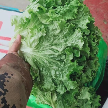 【精选】河北生菜精选当地一手好货源欢迎老板咨询订购
