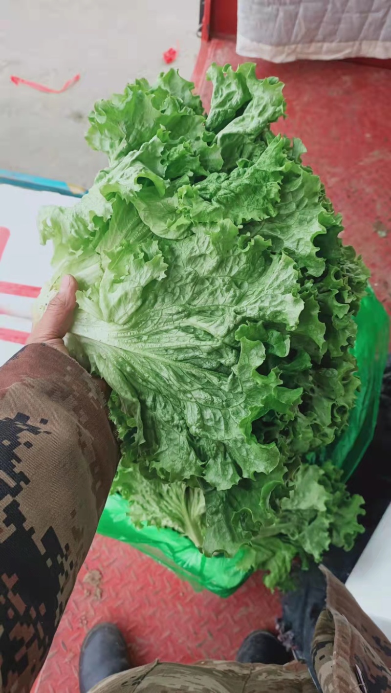 【精选】河北生菜精选当地一手好货源欢迎老板咨询订购