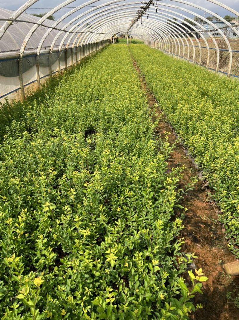 金禾女贞产地直供量大从优苗木花卉对接工程绿化等