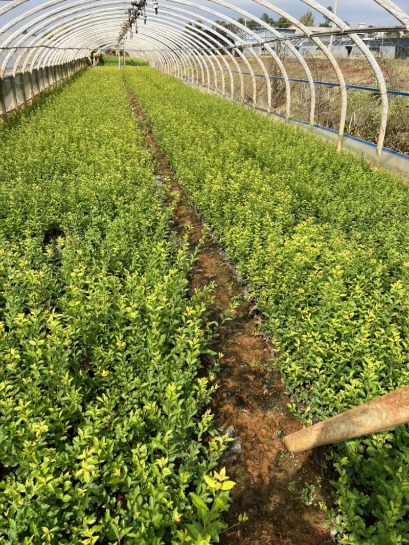 金禾女贞产地直供量大从优苗木花卉对接工程绿化等