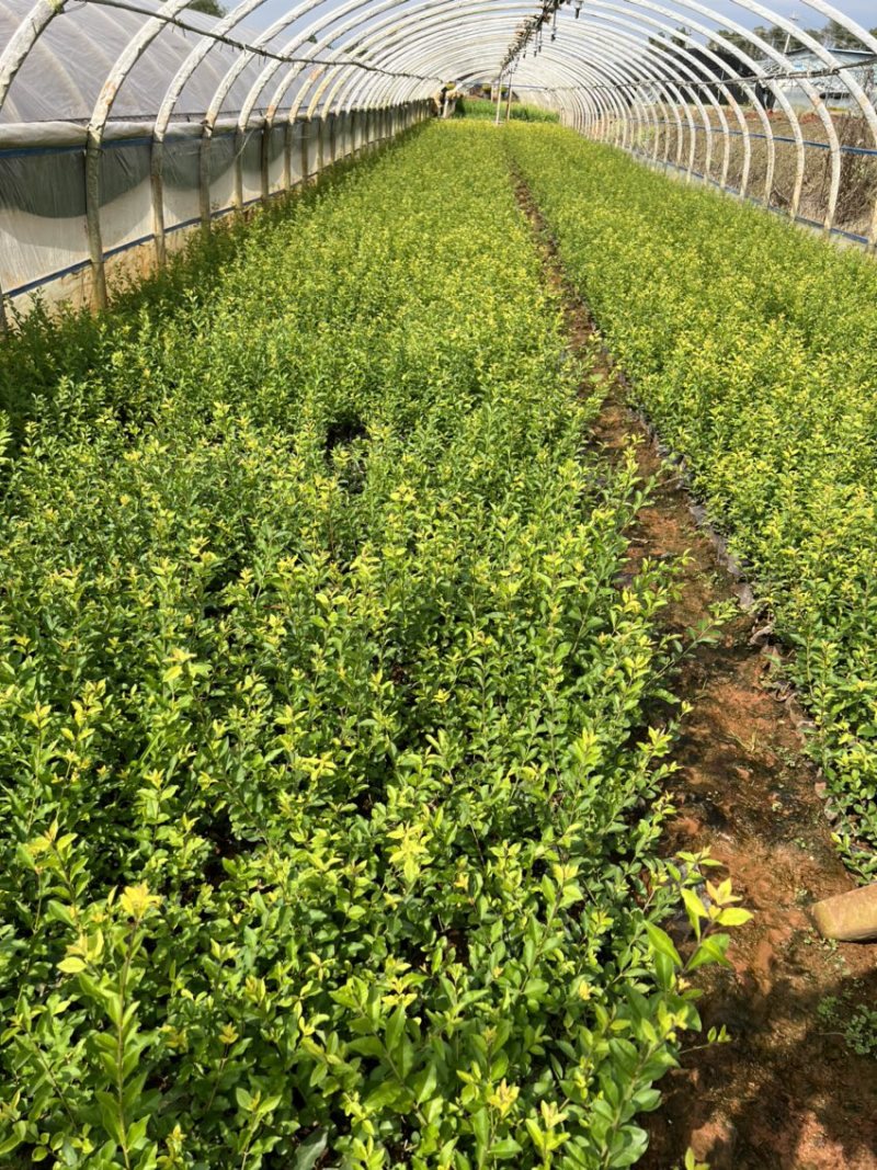 金禾女贞产地直供量大从优苗木花卉对接工程绿化等