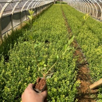 金禾女贞产地直供量大从优苗木花卉对接工程绿化等