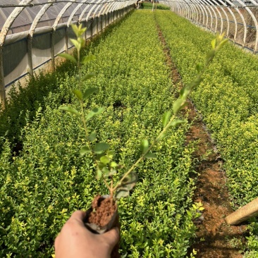 金禾女贞产地直供量大从优苗木花卉对接工程绿化等