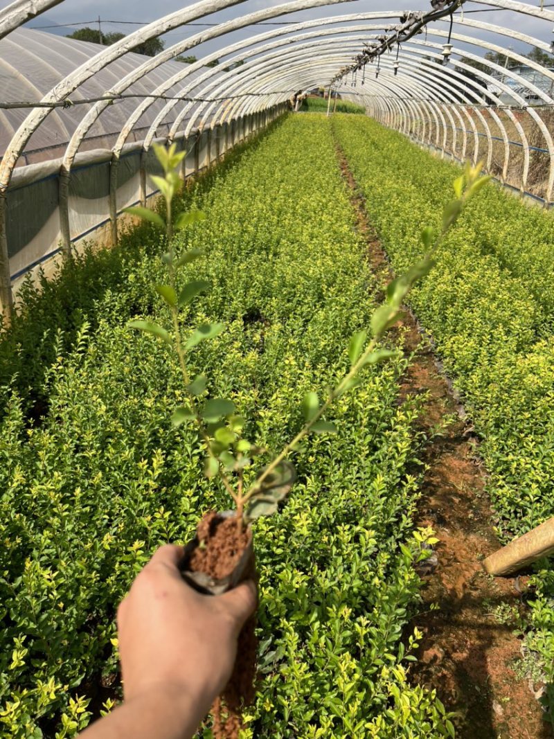 金禾女贞产地直供量大从优苗木花卉对接工程绿化等