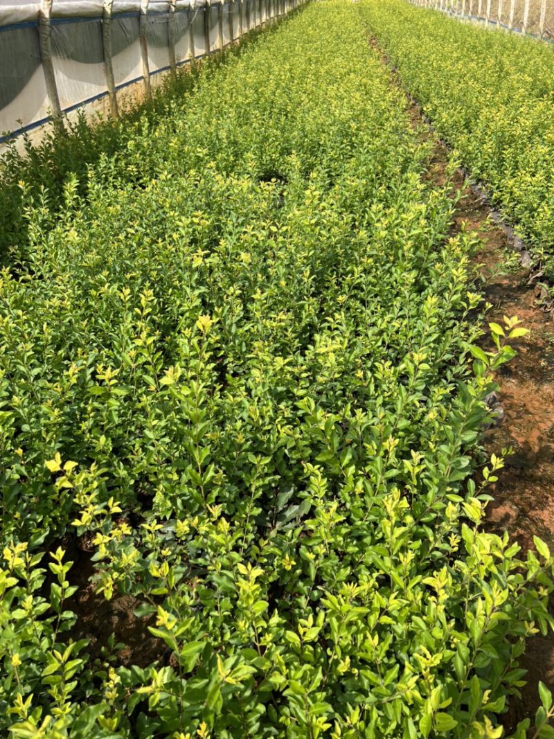 金禾女贞产地直供量大从优苗木花卉对接工程绿化等
