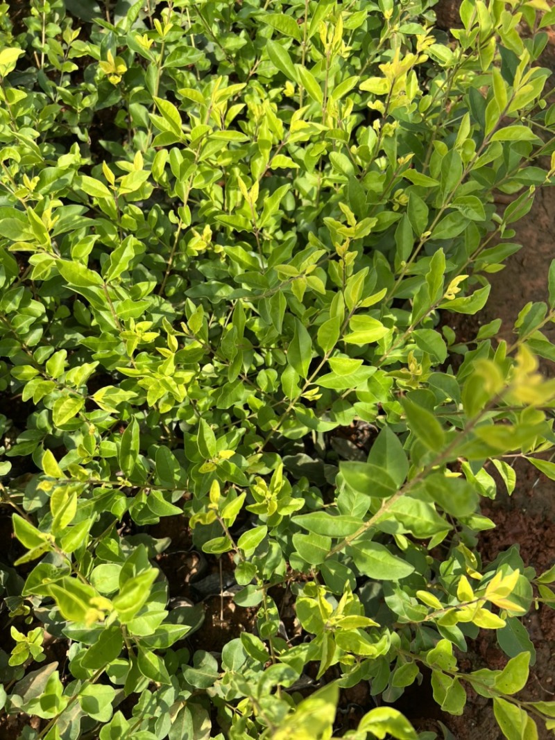 金禾女贞产地直供量大从优苗木花卉对接工程绿化等