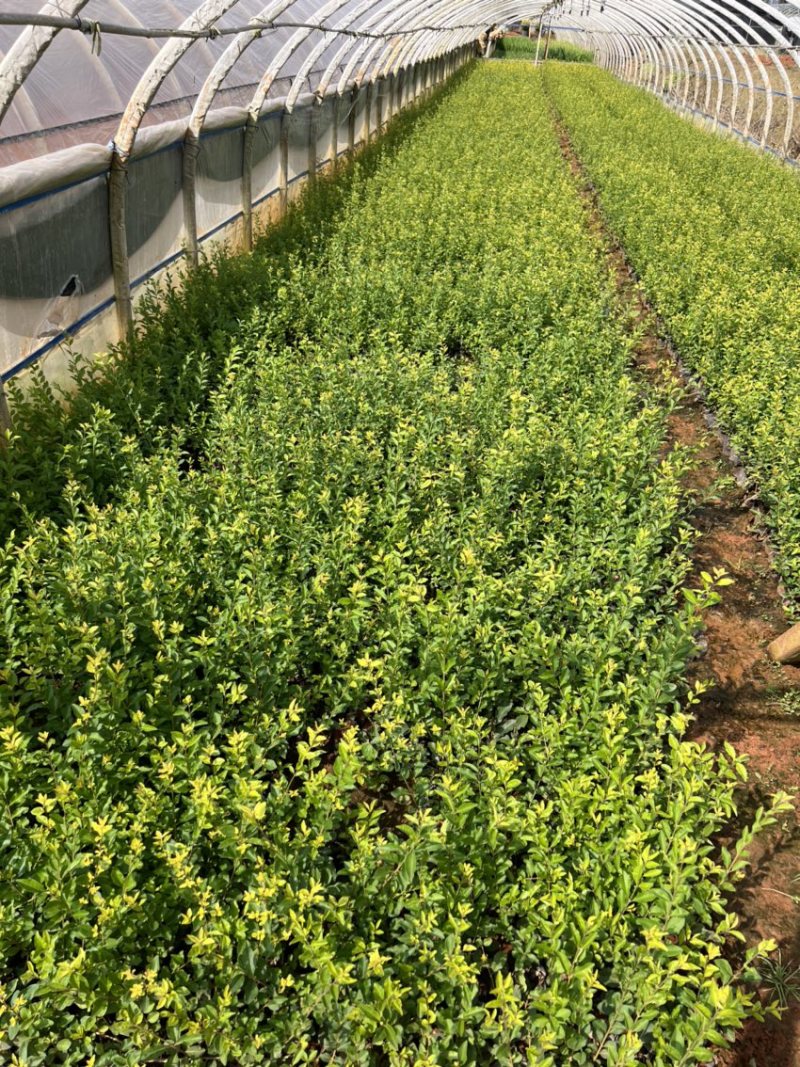 金禾女贞产地直供量大从优苗木花卉对接工程绿化等