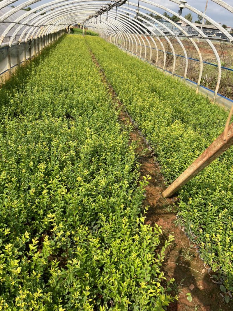 金禾女贞产地直供量大从优苗木花卉对接工程绿化等