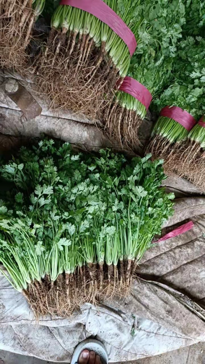 【精选】河北香菜大量上市货源充足可视频看货量大优惠