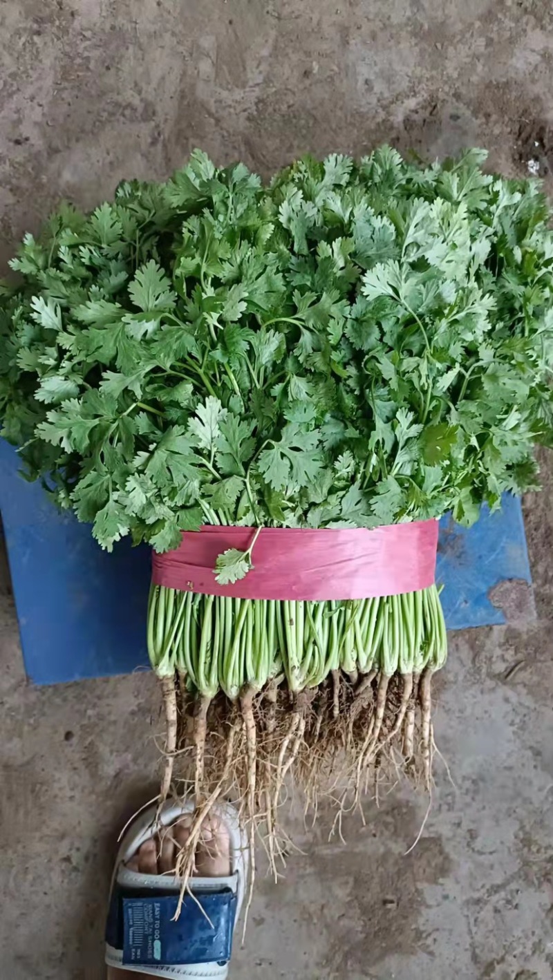 【精选】河北香菜大量上市货源充足可视频看货量大优惠